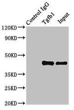 TGF beta-1 Antibody in Immunoprecipitation (IP)