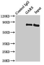 GARS Antibody in Immunoprecipitation (IP)