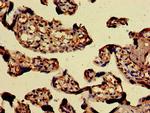 PAEP Antibody in Immunohistochemistry (Paraffin) (IHC (P))