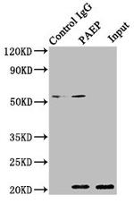 PAEP Antibody in Immunoprecipitation (IP)