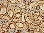 ACAA2 Antibody in Immunohistochemistry (Paraffin) (IHC (P))