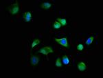 C19orf12 Antibody in Immunocytochemistry (ICC/IF)