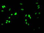 H3R17me2a Antibody in Immunocytochemistry (ICC/IF)