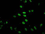 Acetyl-HIST1H2BB (Lys5) Antibody in Immunocytochemistry (ICC/IF)