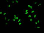 Acetyl-HIST1H2BB (Lys5) Antibody in Immunocytochemistry (ICC/IF)