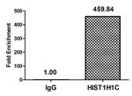 Acetyl-Histone H1.2 (Lys16) Antibody in ChIP Assay (ChIP)