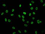 Acetyl-Histone H1.2 (Lys16) Antibody in Immunocytochemistry (ICC/IF)