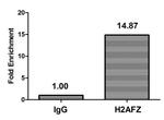 Mono-methyl-Histone H2A.Z (Lys4) Antibody in ChIP Assay (ChIP)