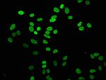 Mono-methyl-Histone H2A.Z (Lys4) Antibody in Immunocytochemistry (ICC/IF)