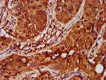 IKAP Antibody in Immunohistochemistry (Paraffin) (IHC (P))