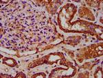 IKAP Antibody in Immunohistochemistry (Paraffin) (IHC (P))