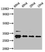 vpx Antibody in Western Blot (WB)