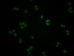 ATF6 Antibody in Immunocytochemistry (ICC/IF)