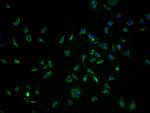 OR10K1 Antibody in Immunocytochemistry (ICC/IF)