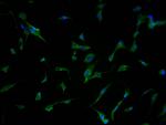 PCDHB7 Antibody in Immunocytochemistry (ICC/IF)