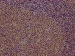 PCDHB7 Antibody in Immunohistochemistry (Paraffin) (IHC (P))