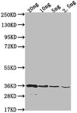 bamE Antibody in Western Blot (WB)