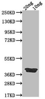 ICSP Antibody in Western Blot (WB)