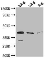 ihfA Antibody in Western Blot (WB)