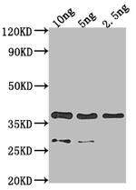 p39 Antibody in Western Blot (WB)