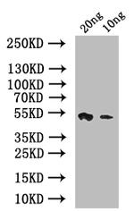 psaA Antibody in Western Blot (WB)