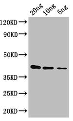 gag-pol Antibody in Western Blot (WB)