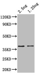 ihfA Antibody in Western Blot (WB)