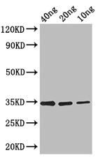 FMRFaR Antibody in Western Blot (WB)