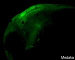 SOX2 Antibody in Immunohistochemistry (IHC)