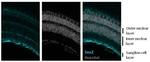 SOX2 Antibody in Immunohistochemistry (Frozen) (IHC (F))