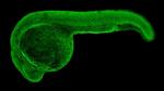 Prohibitin Antibody in Immunohistochemistry (IHC)