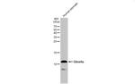 Ghrelin Antibody in Western Blot (WB)