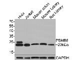 PSMB6 Antibody in Western Blot (WB)