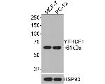 YTHDF1 Antibody in Western Blot (WB)