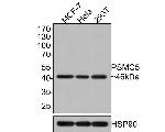 PSMC5 Antibody in Western Blot (WB)