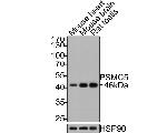 PSMC5 Antibody in Western Blot (WB)