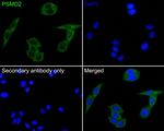 PSMD2 Antibody in Immunocytochemistry (ICC/IF)