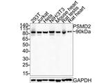 PSMD2 Antibody in Western Blot (WB)