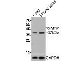 PSMD7 Antibody in Western Blot (WB)