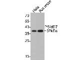 PSMD7 Antibody in Western Blot (WB)