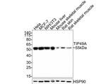 RUVBL1 Antibody in Western Blot (WB)