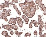 c-Mpl Antibody in Immunohistochemistry (Paraffin) (IHC (P))