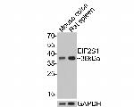 EIF2S1 Antibody in Western Blot (WB)