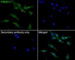 PSMD11 Antibody in Immunocytochemistry (ICC/IF)