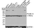 PSMD11 Antibody in Western Blot (WB)