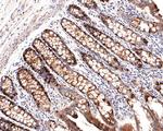 STAM Antibody in Immunohistochemistry (Paraffin) (IHC (P))