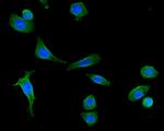 PSMD13 Antibody in Immunocytochemistry (ICC/IF)