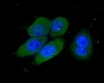 PSMD13 Antibody in Immunocytochemistry (ICC/IF)