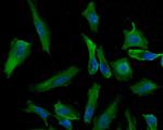 PSMD13 Antibody in Immunocytochemistry (ICC/IF)