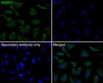 WDR77 Antibody in Immunocytochemistry (ICC/IF)